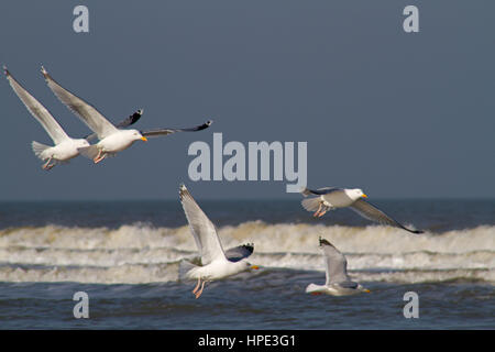 Five European herring gulls (Larus argentatus) flying above the sea Stock Photo