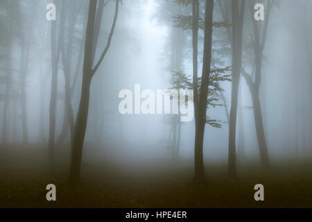 Dark gloomy foggy forest during an autumn day Stock Photo