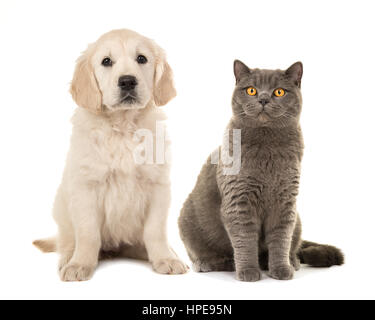Blond golden retriever puppy dog and grey british short hair cat sitting facing the camera isolated on a white background Stock Photo
