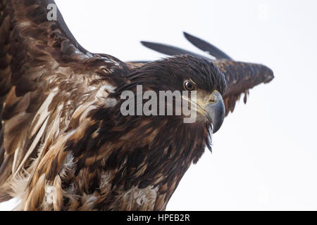 close up of white-tailed eagle over white Stock Photo