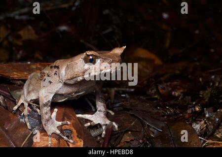 A grumpy-looking Perak Horned Frog (Xenophrys aceras) in Fraser's Hill, Pahang, Malaysia Stock Photo