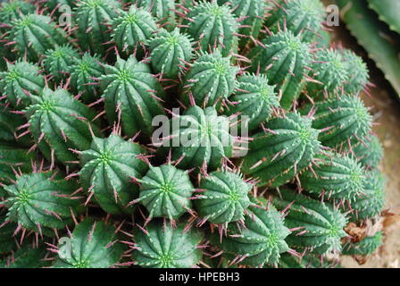 Pincushion euphorbia (Euphorbia aggregata) cactus from South Africa. Stock Photo