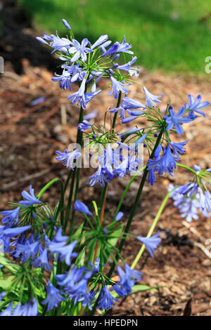 Agapanthus Praecox Orientalis Blue Storm Stock Photo