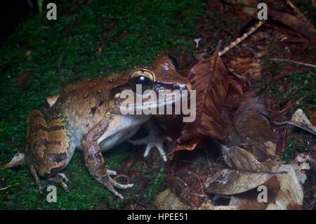 A Giant River Frog (Limnonectes leporinus) in the rainforest at night in Kubah National Park, Sarawak, Borneo Stock Photo