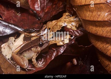 A Smooth Guardian Frog (Limnonectes palavanensis) in the rainforest leaf litter at Kubah National Park, Sarawak, East Malaysia, Borneo Stock Photo