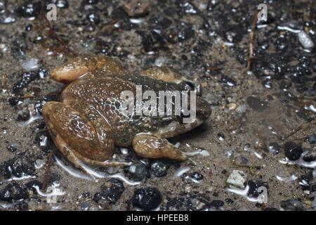 A Corrugated Frog (Limnonectes deinodon) in the rainforest at night in Ulu Semenyih, Pahang, Malaysia