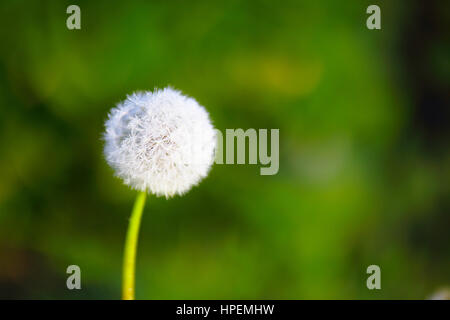 one dandelion on green natural blurred background Stock Photo