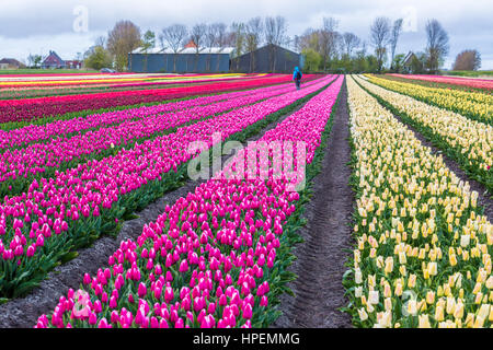 Windmills and tulip fields full of flowers in Netherland Stock Photo