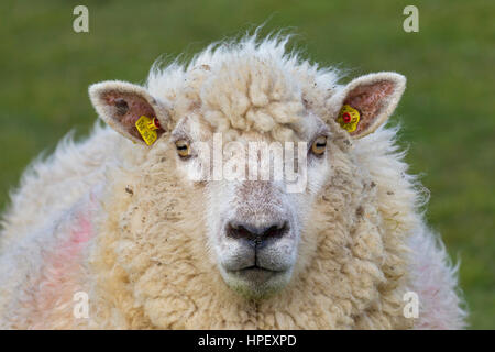 Close up of tagged white sheep ewe with two yellow eartags / ear marks Stock Photo