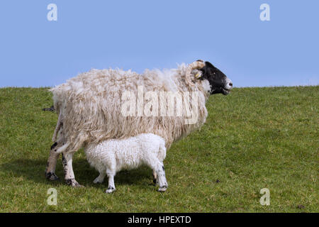 Domestic sheep ewe with suckling lamb in meadow Stock Photo