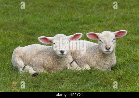 Two white lambs of domestic sheep lying side by side in meadow Stock Photo