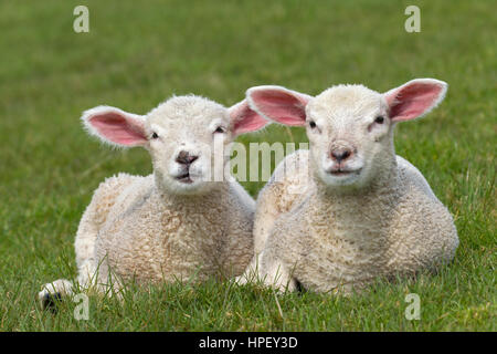 Two white lambs of domestic sheep lying side by side in meadow Stock Photo