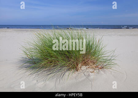 European marram grass / European beachgrass (Ammophila arenaria) in the dunes in summer Stock Photo