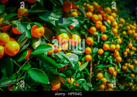 SHENZEN, CHINA - 29 JANUARY, 2017: Close up beautiful mandarin bushes, chinese tradition as part of new year celebrations. Stock Photo