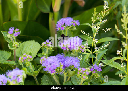 Moth on Violet Flowers Stock Photo