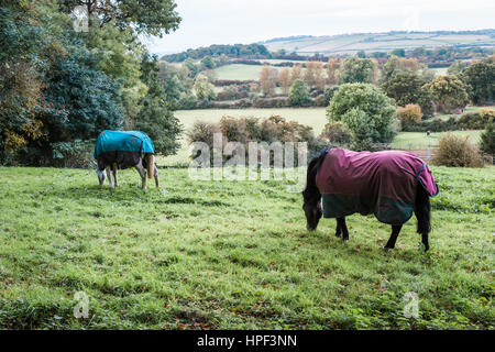 Two horses eating grass in a field in autumn, England Stock Photo