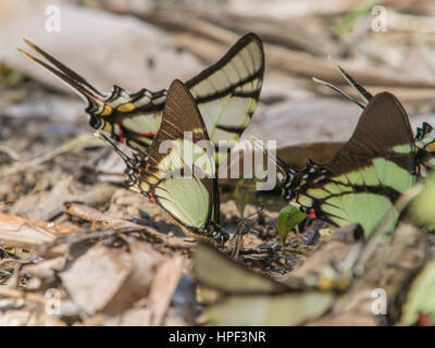 Colorful butterflies on a bank of the river in the Amazon jungle. Stock Photo