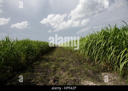 Sugar cane near Lake Okeechobee in Florida where hundreds of acres of wild Florida forest used to be. Stock Photo