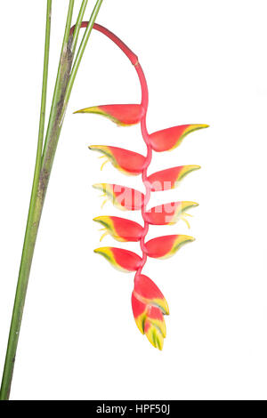 Tropical heliconia flower hanging on a white background Stock Photo