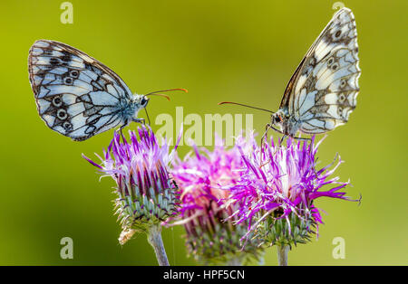 Pair of Marbled white (Melanargia galathea) butterflies sitting on Carduus flowers Stock Photo