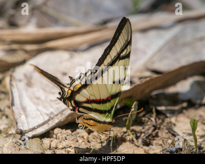 Colorful butterflies on a bank of the river in the Amazon jungle. Stock Photo