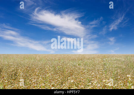 Buckwheat field. Flowering buckwheat field on blue sky background. Agriculture business. Blossoming buckwheat against blue cloudy sky Stock Photo