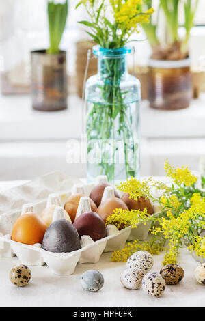 Prepare to Easter. White tablecloth table decorated by colored brown chicken and quail eggs with yellow flowers with window as backgrouns. Day light. Stock Photo