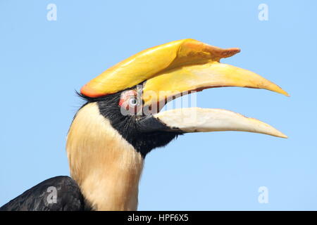 Calling Female Great Indian hornbill (Buceros bicornis) a.k.a. Asian great pied hornbill Stock Photo
