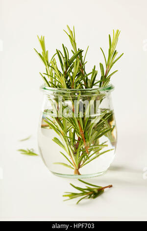 Fresh italian herbs in water on white background Stock Photo