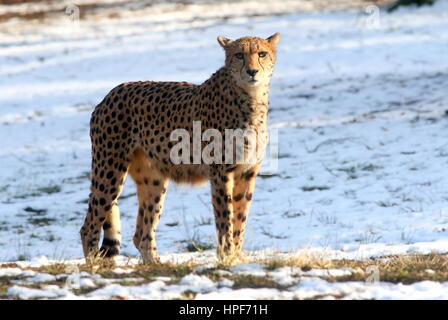 Mature female African Cheetah (Acinonyx jubatus) on the prowl in a wintery landscape with snow. Stock Photo