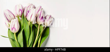 Pink spring tulips on white background Stock Photo