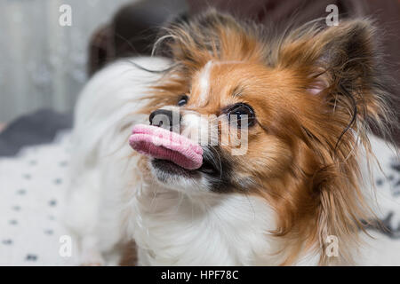 Papillon dog (Canis lupus familiaris) / Continental Toy Spaniel Butterfly Dog holds a rubber toy in the mouth,puppy Stock Photo