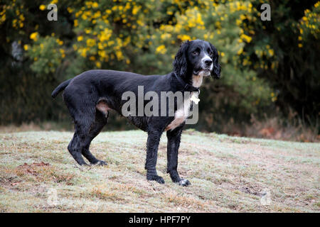 Black and white dog in a field Stock Photo