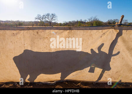 Cattle kraal in a rural area in the Eastern Cape Province, South Africa ...