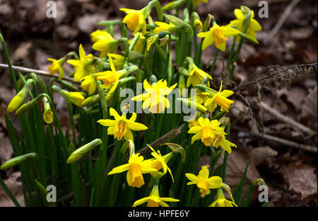 First daffodils in early spring,woodland near Trentham ,Stoke on Trent,Staffordshire,United Kingdom. Stock Photo