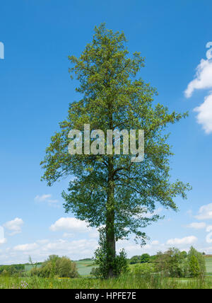 Black alder (Alnus glutinosa), Bavaria, Germany Stock Photo