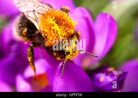 Leeds, UK. 21st February 2017. With storm Doris forecast for Thursday this bee was taking an opportunity to gather pollen from newly blossoming crocus flowers at Kirkstall Abbey near Leeds, West Yorkshire. The bee must be one of the first to come out of hibernation this year. Taken on the 21st February 2017 in Leeds, West Yorkshire. Credit: Andrew Gardner/Ģ����ý Live News Stock Photo