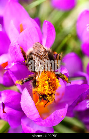 Leeds, UK. 21st February 2017. With storm Doris forecast for Thursday this bee was taking an opportunity to gather pollen from newly blossoming crocus flowers at Kirkstall Abbey near Leeds, West Yorkshire. The bee must be one of the first to come out of hibernation this year. Taken on the 21st February 2017 in Leeds, West Yorkshire. Credit: Andrew Gardner/Ģ����ý Live News Stock Photo