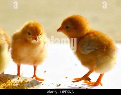 Wuhan, Wuhan, China. 26th Jan, 2017. Wuhan, CHINA-January 26 2017: (EDITORIAL USE ONLY. CHINA OUT) .Adorable chicks in Wuhan, central China's Hubei Province, January 26th, 2017. Credit: SIPA Asia/ZUMA Wire/Alamy Live News Stock Photo