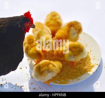 Wuhan, Wuhan, China. 26th Jan, 2017. Wuhan, CHINA-January 26 2017: (EDITORIAL USE ONLY. CHINA OUT) .Adorable chicks in Wuhan, central China's Hubei Province, January 26th, 2017. Credit: SIPA Asia/ZUMA Wire/Alamy Live News Stock Photo
