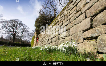 Ilkley, Yorkshire, UK. 22nd Feb, 2017. UK Weather. Snow drops enjoy the sunshine near Ilkley, Yorkshire, UK. Credit: Windmill Images/Alamy Live News Stock Photo