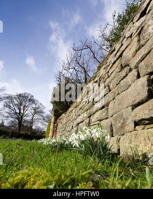 Ilkley, Yorkshire, UK. 22nd Feb, 2017. UK Weather. Snow drops enjoy the sunshine near Ilkley, Yorkshire, UK. Credit: Windmill Images/Alamy Live News Stock Photo