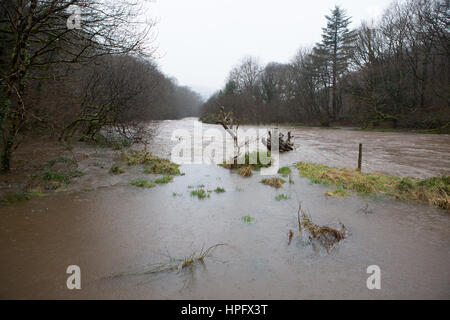 Ceredigion, Wales, UK. 22nd Feb, 2017. UK Weather: Persistent rain is causing high water levels on the river Ystwyth, inland of Aberystwyth in Ceredigion, Mid Wales. Credit: Ian Jones/Alamy Live News Stock Photo