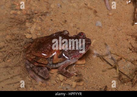 A pair of Lesser Stream Toads (Ingerophrynus parvus) in a shallow puddle in Ulu Semenyih, Selangor, Malaysia Stock Photo