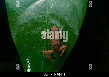 A Lowland Dwarf Toad (Pelophryne signata) clinging to a near-vertical leaf in Santubong National Park, Sarawak, East Malaysia, Borneo Stock Photo