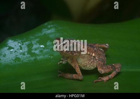 A Gollum Toad (Ingerophrynus gollum) on a leaf in the rainforest in Ulu Yam, Selangor, Malaysia Stock Photo