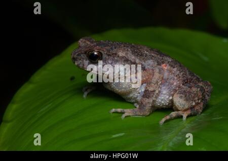 A Lesser Stream Toad (Ingerophrynus parvus) on a leaf in the rainforest in Ulu Yam, Selangor, Malaysia Stock Photo