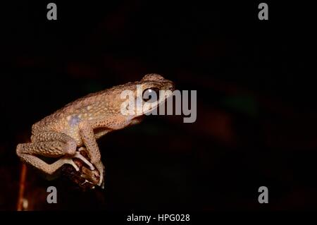 A Brown Slender Toad (Ansonia leptopus) perched near a stream in Kubah National Park, Sarawak, East Malaysia, Borneo Stock Photo