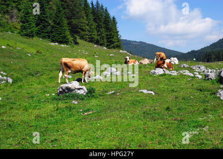 Asiago plateau, Veneto, Italy. Cattle to the mountain pastures in summer. Stock Photo