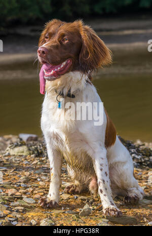 Brown and White Springer Spaniel Dog sat on Rocky Beach Stock Photo